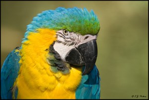 AZ_BlueGoldMacaw02