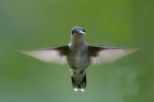 Female Rubythroat