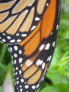 monarch