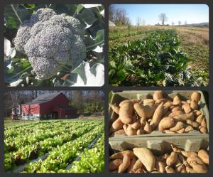 12248171_920667554655565_7732657333447175447_o