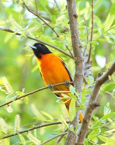 Baltimore_oriole_male