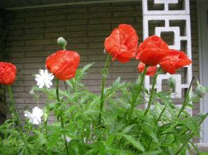 Poppies in rain