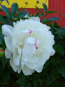 IMG_20160530_110821693