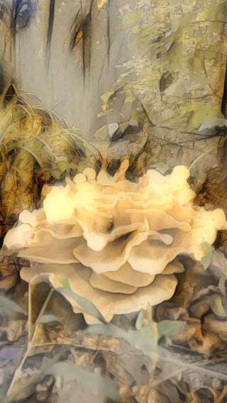 chicken-of-the-woods