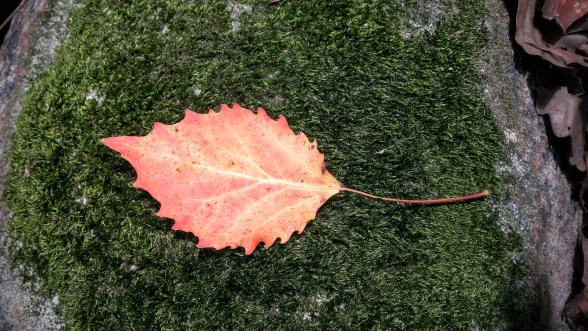 leaf