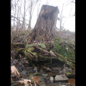 stump
