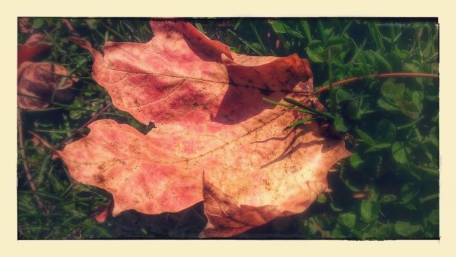 leaf2