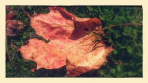 leaf2